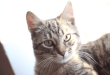 Минута отдыха Почему кошки могут бегать по дому: эксперты назвали главные причины Животные 