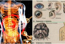 Минута отдыха Какие органы у человека "лишние" Интересное 
