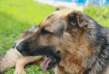 Минута отдыха Как обучить собаку командам «Голос!» и «Дай лапу!»: справится любой любящий хозяин Животные 