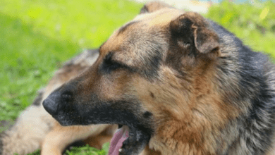 Минута отдыха Как обучить собаку командам «Голос!» и «Дай лапу!»: справится любой любящий хозяин Животные 