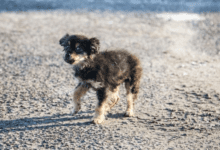 Минута отдыха В доме появился щенок? Поспешите убрать эти вещи куда подальше Животные 