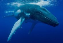 Минута отдыха Финвал: 25 метров, 74 тонны веса и 140 лет жизни Интересное 