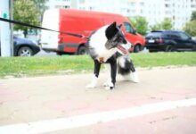 Минута отдыха Что обязательно нужно взять на прогулку с собакой: топ-5 самых полезных гаджетов и аксессуаров Животные 