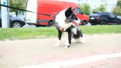 Минута отдыха Что обязательно нужно взять на прогулку с собакой: топ-5 самых полезных гаджетов и аксессуаров Животные 