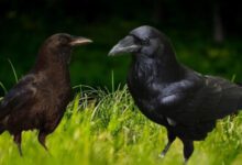 Минута отдыха Кем друг другу приходятся ворон и ворона? Интересное 