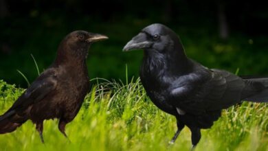 Минута отдыха Кем друг другу приходятся ворон и ворона? Интересное  Минута отдыха Кем друг другу приходятся ворон и ворона? Интересное