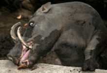 Минута отдыха Бабирусса: их клыки растут прямо в мозг и протыкают его Интересное 