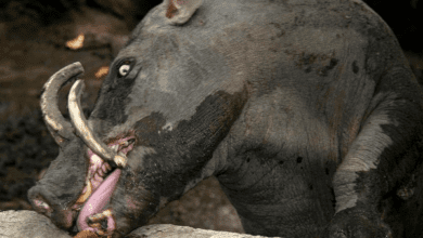 Минута отдыха Бабирусса: их клыки растут прямо в мозг и протыкают его Интересное 