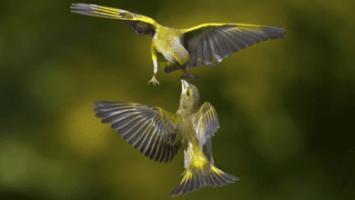 Минута отдыха Как птицы определяют высоту? Интересное 