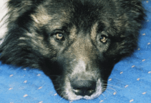 Минута отдыха Бывают ли плохие собаки: в чем может быть виноват хозяин Животные 