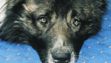 Минута отдыха Бывают ли плохие собаки: в чем может быть виноват хозяин Животные 