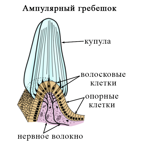         Как птицы определяют высоту?    