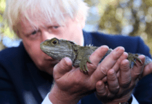 Минута отдыха Гаттерия: на её темечке растёт настоящий 3 глаз Интересное 