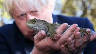 Минута отдыха Гаттерия: на её темечке растёт настоящий 3 глаз Интересное 