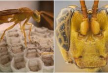 Минута отдыха В Амазонии нашли "инопланетную" осу-паразита Интересное 