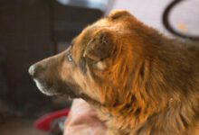 Минута отдыха Почему собака кладёт голову на плечо хозяина: что она хочет сказать Животные 