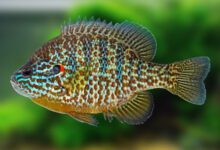 Минута отдыха Солнечный окунь: рыба выгоняет нормальных окуней из водоёмов и бесконтрольно размножается Интересное 