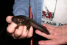 Минута отдыха Лягушки, чьи головастики вдвое больше взрослых особей Интересное 