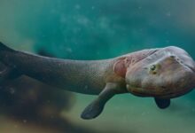 Минута отдыха Тиктаалик: рыба с лёгкими, шеей и почти настоящими конечностями Интересное 