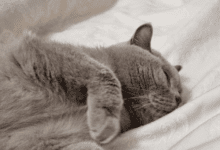 Минута отдыха Почему кошка переворачивается на спину, когда видит хозяина: не совершайте эту ошибку Животные 