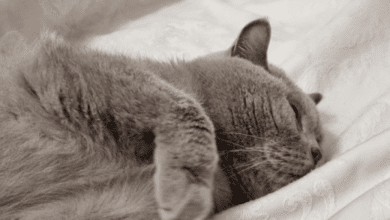 Минута отдыха Почему кошка переворачивается на спину, когда видит хозяина: не совершайте эту ошибку Животные 