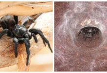 Минута отдыха Сиднейский воронковый паук – скромник, который может организовать массу проблем Интересное 