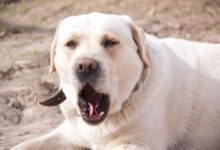 Минута отдыха Что делать, если собака лает на прохожих: проблему нужно срочно решать Животные 