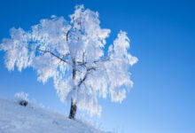 Минута отдыха Почему жидкость внутри деревьев не замерзает зимой? Интересное 