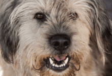 Минута отдыха Стоит ли брать взрослую собаку: мнение экспертов Животные 