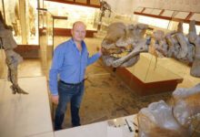 Минута отдыха Что за эксперимент с возрождением мамонтов запускают в Великобритании? Интересное 