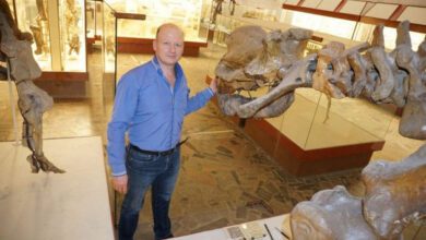 Минута отдыха Что за эксперимент с возрождением мамонтов запускают в Великобритании? Интересное Минута отдыха Что за эксперимент с возрождением мамонтов запускают в Великобритании? Интересное