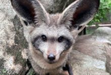 Минута отдыха Великолепие животных с изумительно большими ушами Животные 