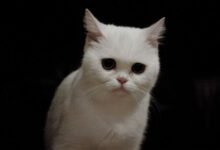 Минута отдыха Предвестник финансового процветания: 6 интересных примет и суеверий о кошках, которые нужно знать Животные 