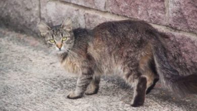 Минута отдыха Как помочь кошке пережить Новый год: советы фелинолога Животные 