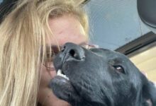 Минута отдыха Снимки излучающих благодарность спасенных питомцев Животные 