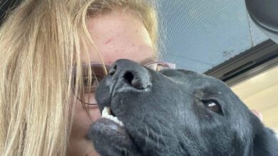 Минута отдыха Снимки излучающих благодарность спасенных питомцев Животные  Минута отдыха Снимки излучающих благодарность спасенных питомцев Животные