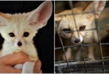 Минута отдыха Почему не стоит держать фенеков как домашних питомцев Интересное 