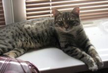 Минута отдыха Что вас ждет, если вы возьмете взрослого кота с улицы: только правда – без всяких прикрас Животные 