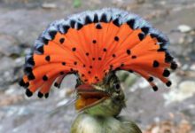 Минута отдыха Красивые и выдающиеся пернатые с характерным хохолком Животные 