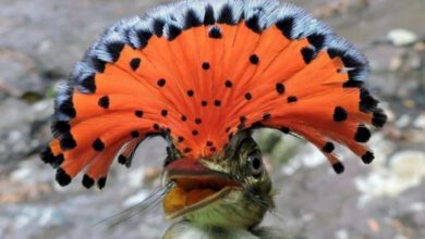 Минута отдыха Красивые и выдающиеся пернатые с характерным хохолком Животные  Минута отдыха Красивые и выдающиеся пернатые с характерным хохолком Животные