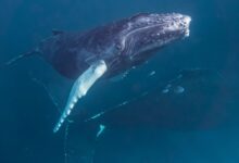 Минута отдыха Правда ли, что зоологи научились «говорить» с китами? Интересное 