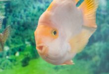 Минута отдыха Почему аквариумные рыбки сбиваются в угол: это может случаться из-за стресса - следите за отдельными особями Животные 