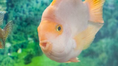 Минута отдыха Почему аквариумные рыбки сбиваются в угол: это может случаться из-за стресса - следите за отдельными особями Животные  Минута отдыха Почему аквариумные рыбки сбиваются в угол: это может случаться из-за стресса - следите за отдельными особями Животные