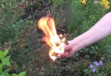 Минута отдыха Существуют ли на самом деле огнедышащие существа? Интересное 