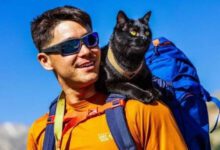 Минута отдыха Путешествия с четвероногими друзьями и дорожные приключения Животные 