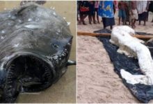 Минута отдыха 10 существ, которых выбросило на берег в 2023 году Интересное 