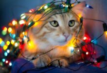 Минута отдыха Праздничные котики в светящихся гирляндах Животные 