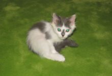 Минута отдыха Защитите новогоднюю елку от кота и кошки: несколько ценных советов Животные 