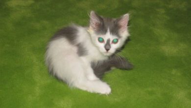 Минута отдыха Защитите новогоднюю елку от кота и кошки: несколько ценных советов Животные 