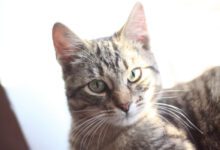 Минута отдыха Можно ли подбирать кошек с улицы: мнение экспертов Животные 